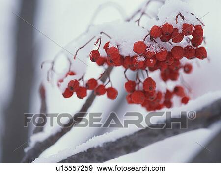 Snow covered rowanberry View Large Photo Image Stock Photo - Snow covered rowanberry. Fotosearch