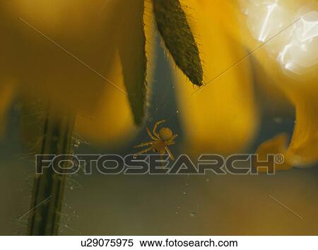 Spider, Misumenops tricuspidatus View Large Photo Image Stock Photography - Spider, Misumenops tricuspidatus . Fotosearch