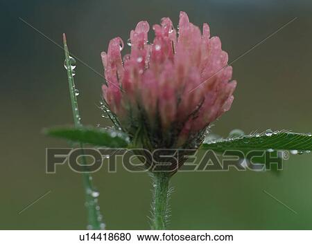 Trifolium pratense, close-up View Large Photo Image Stock Image - Trifolium pratense, close-up. Fotosearch