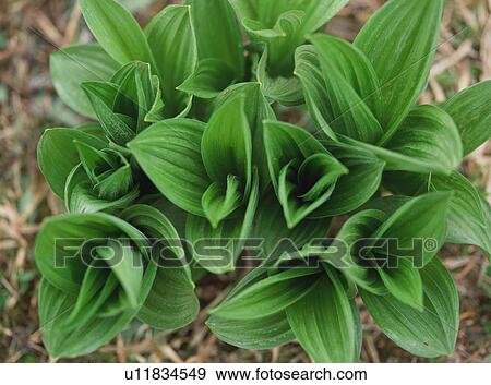 Veratrum album, close-up View Large Photo Image Stock Photo - Veratrum album, close-up . Fotosearch