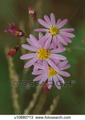 Wild chrysanthemum, close-up View Large Photo Image Stock Image - Wild chrysanthemum, close-up. Fotosearch