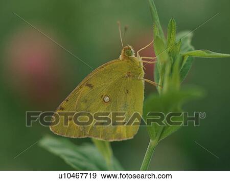 Yellow butterfly on plant View Large Photo Image Stock Photo - Yellow butterfly on plant. Fotosearch