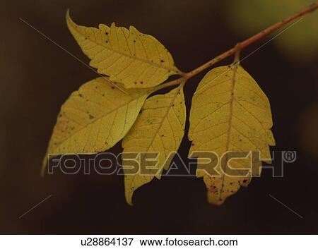Yellow leaf View Large Photo Image Stock Photo - Yellow leaf. Fotosearch