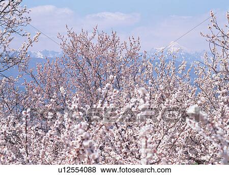 Apricot blossom View Large Photo Image Stock Photo - Apricot blossom. Fotosearch