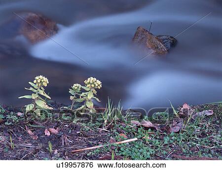 Stock Photograph - Butterbur Sprout. Fotosearch
