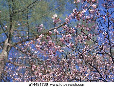 Cherry Blossoms View Large Photo Image Stock Photograph - Cherry Blossoms. Fotosearch