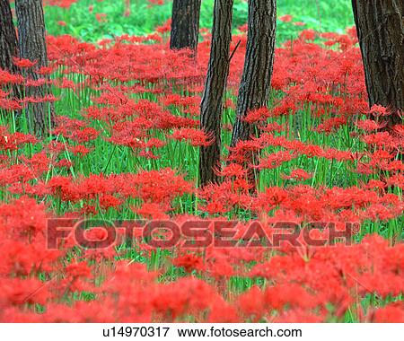 Cluster amaryllis View Large Photo Image Stock Photo - Cluster amaryllis. Fotosearch