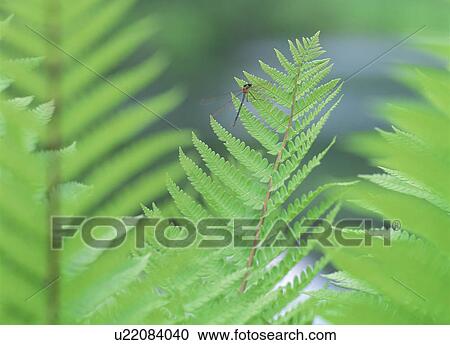 Stock Image - Dragonfly on plant. Fotosearch