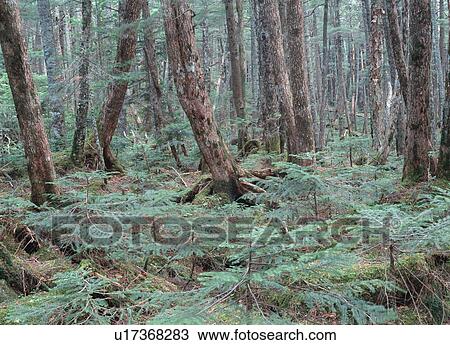 Stock Image - Forest. Fotosearch