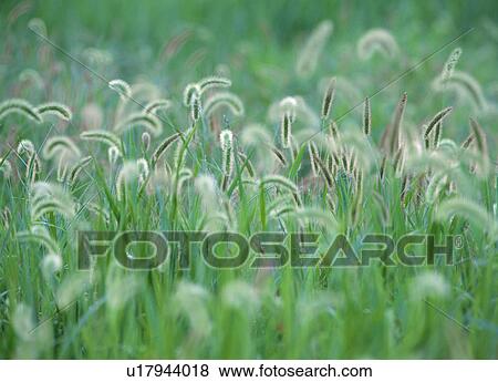 Green foxtail View Large Photo Image Stock Photo - Green foxtail. Fotosearch