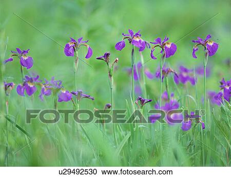 Iris flowers, close-up View Large Photo Image Stock Image - Iris flowers, close-up. Fotosearch