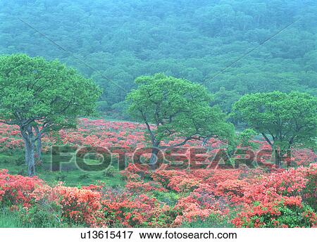 Japanese azalea View Large Photo Image Stock Photo - Japanese azalea. Fotosearch