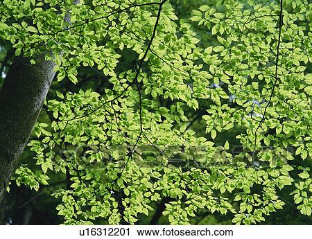 Japanese Beech Tree View Large Photo Image Stock Image - Japanese Beech Tree . Fotosearch