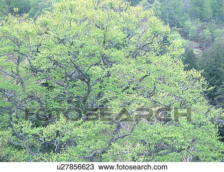 Japanese Beech Tree View Large Photo Image Stock Image - Japanese Beech Tree . Fotosearch
