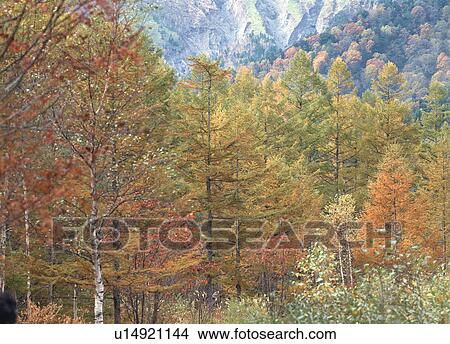 Japanese Larch forest View Large Photo Image Picture - Japanese Larch forest. Fotosearch