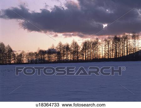 Stock Image - Japanese Larch forest. Fotosearch
