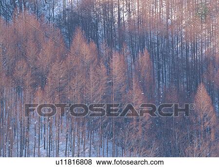 Stock Photo - Japanese Larch forest. Fotosearch