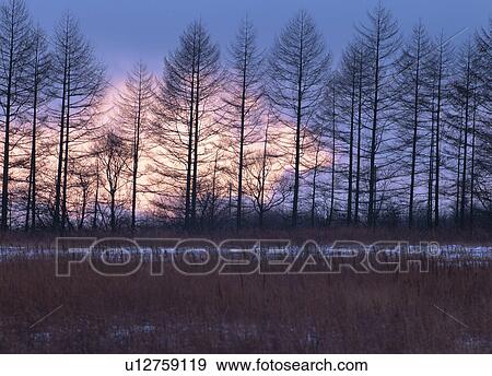 Stock Photo - Japanese Larch forest. Fotosearch
