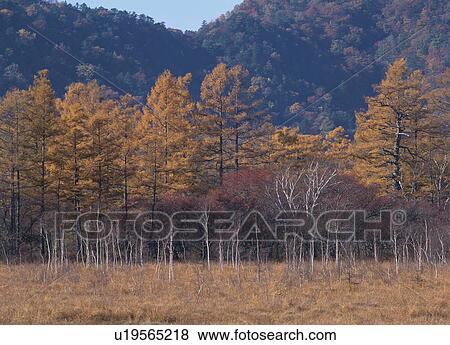 Japanese Larch forest View Large Photo Image Stock Photo - Japanese Larch forest. Fotosearch