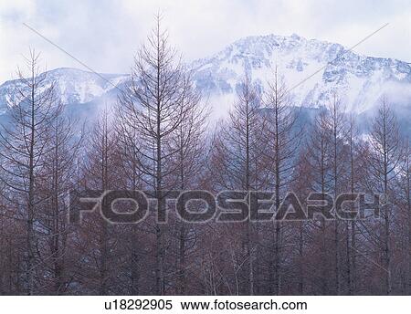 Stock Photography - Japanese Larch forest. Fotosearch