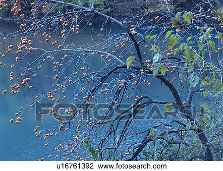 Japanese Persimmon View Large Photo Image Stock Image - Japanese Persimmon. Fotosearch