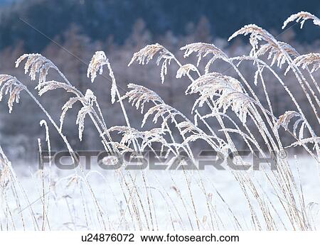 Japanese Silver Grass covered by snow View Large Photo Image Stock Image - Japanese Silver Grass covered by snow. Fotosearch