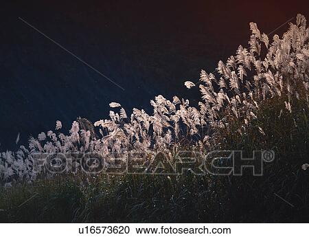 Japanese Silver Grass View Large Photo Image Stock Image - Japanese Silver Grass. Fotosearch