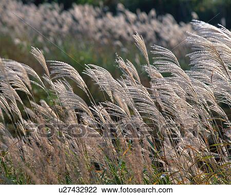 Japanese Silver Grass Stock Image U Fotosearch