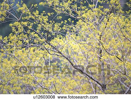 Japanese Spicebush View Large Photo Image Stock Photo - Japanese Spicebush. Fotosearch