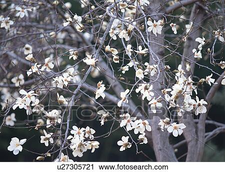 Stock Image - Magnolia Kobus, close-up. Fotosearch