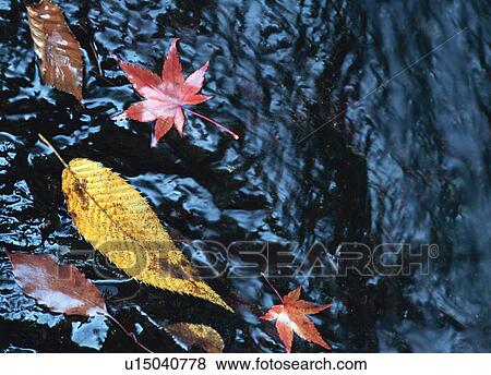 Maple leaves floating on river View Large Photo Image Stock Photo - Maple leaves floating on river. Fotosearch