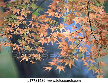 Maple leaves View Large Photo Image Stock Photo - Maple leaves. Fotosearch