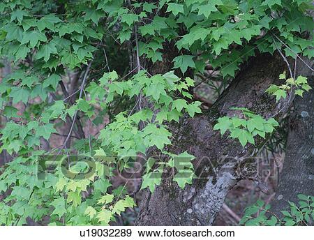 Stock Photo - Maple leaves. Fotosearch