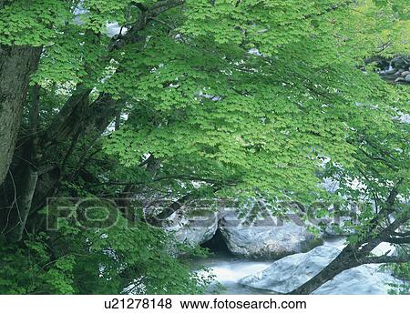 Maple leaves View Large Photo Image Stock Photo - Maple leaves. Fotosearch