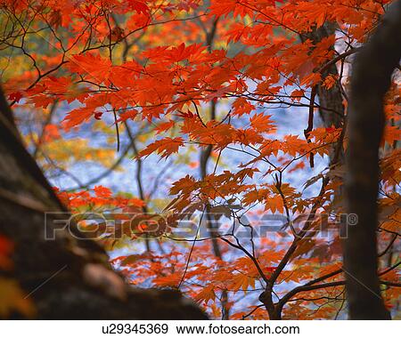 Maple leaves View Large Photo Image Stock Photo - Maple leaves. Fotosearch