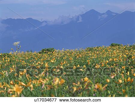 Mt Kirigamine View Large Photo Image Stock Photo - Mt Kirigamine. Fotosearch