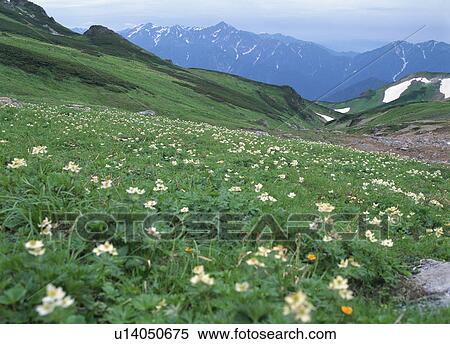 Stock Photography - Mt Shiroumadake. Fotosearch