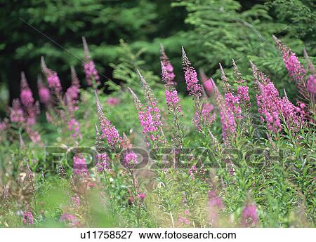 Pink flowers, close-up View Large Photo Image Stock Photo - Pink flowers, close-up. Fotosearch