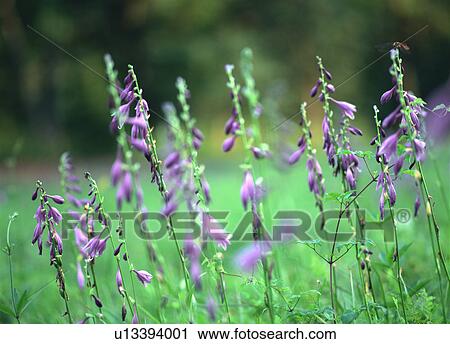 Stock Image - Purple flowers, close-up. Fotosearch