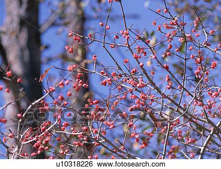 Stock Photograph - Red flowers on tree. Fotosearch