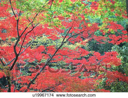 Red leaves View Large Photo Image Picture - Red leaves. Fotosearch