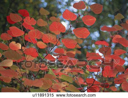 Red leaves View Large Photo Image Stock Photography - Red leaves. Fotosearch