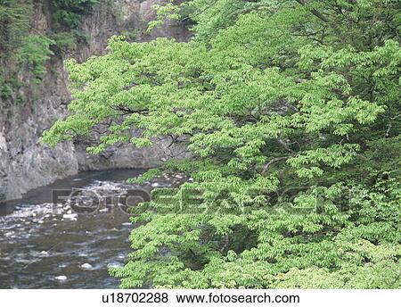 River in mountain View Large Photo Image Stock Photo - River in mountain. Fotosearch