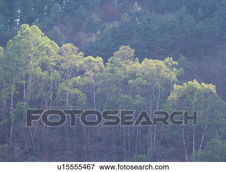 Siberian silver birch forest View Large Photo Image Stock Photo - Siberian silver birch forest. Fotosearch