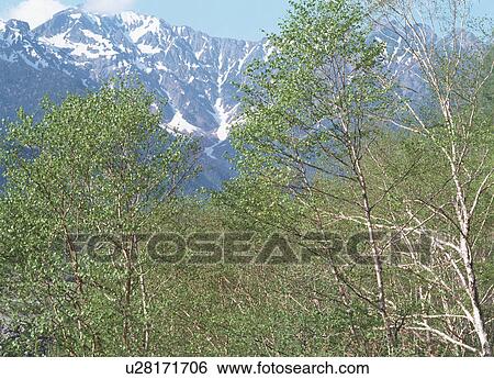 Siberian silver birch View Large Photo Image Stock Photograph - Siberian silver birch. Fotosearch