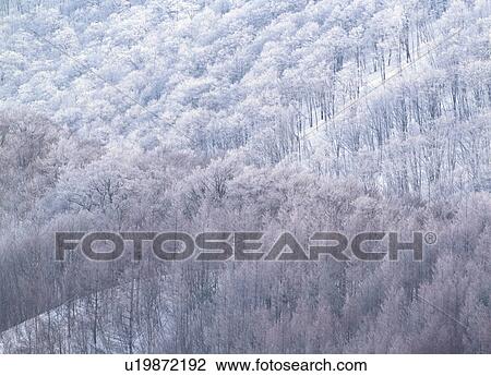 Snow covered forest View Large Photo Image Stock Image - Snow covered forest. Fotosearch
