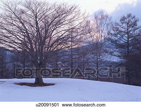 Snow covered forest View Large Photo Image Stock Image - Snow covered forest. Fotosearch