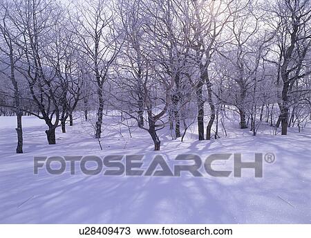 Snow covered forest View Large Photo Image Stock Image - Snow covered forest. Fotosearch