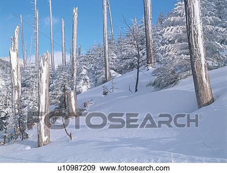 Stock Photo - Snow covered forest. Fotosearch