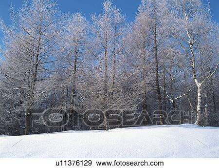 Snow covered forest View Large Photo Image Stock Photo - Snow covered forest. Fotosearch